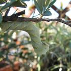 bruco sfinge testa di morto on my terrace's olive tree