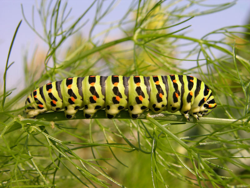 Bruco Stesso soggetto Foto Immagini macro e close up, macro di