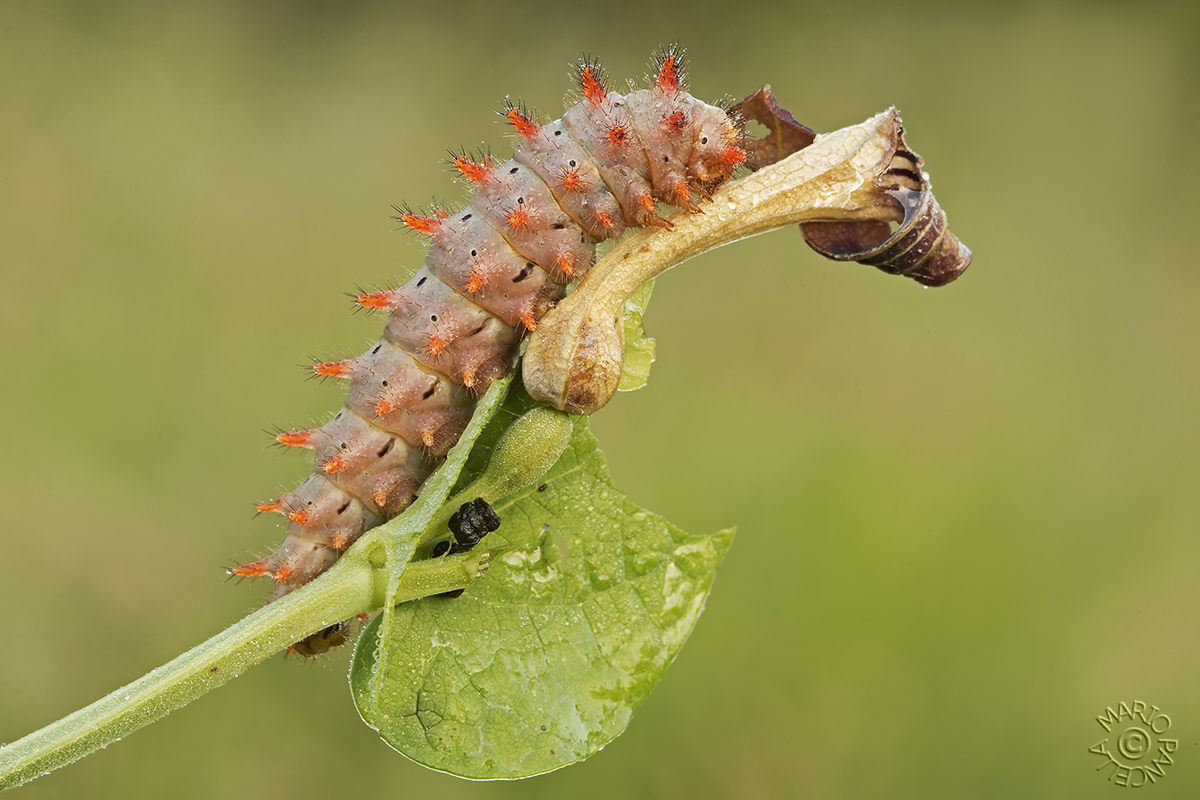 Bruco Zerynthia