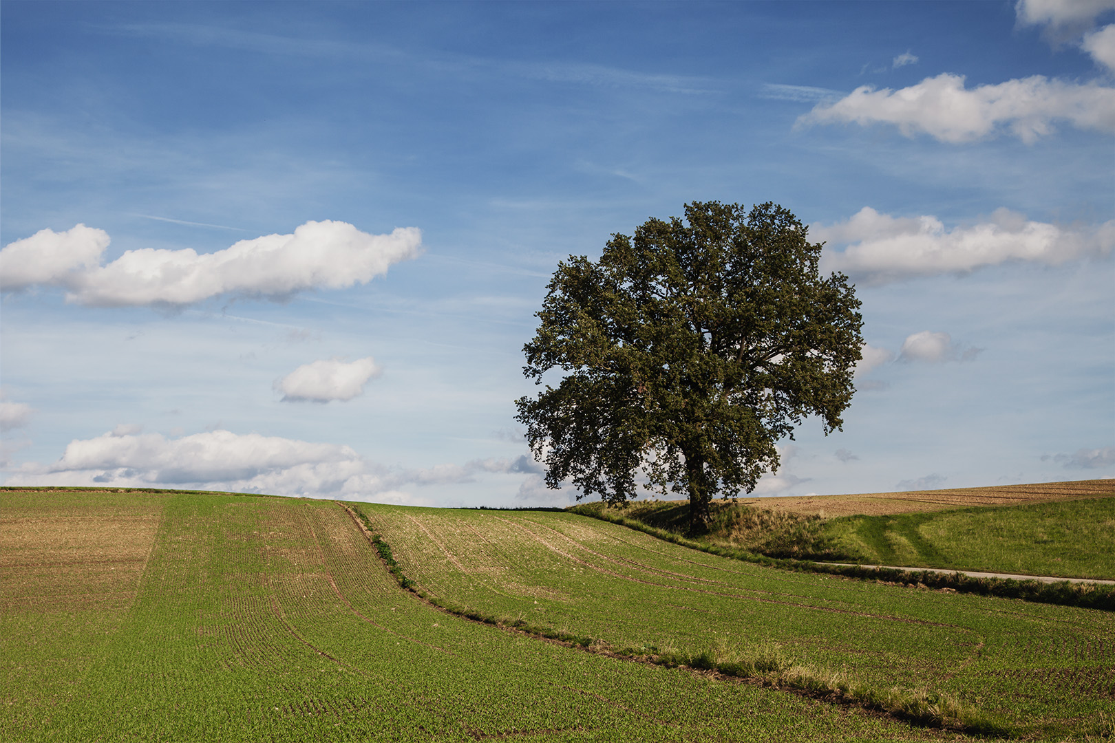 Bruder Baum