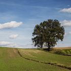 Bruder Baum