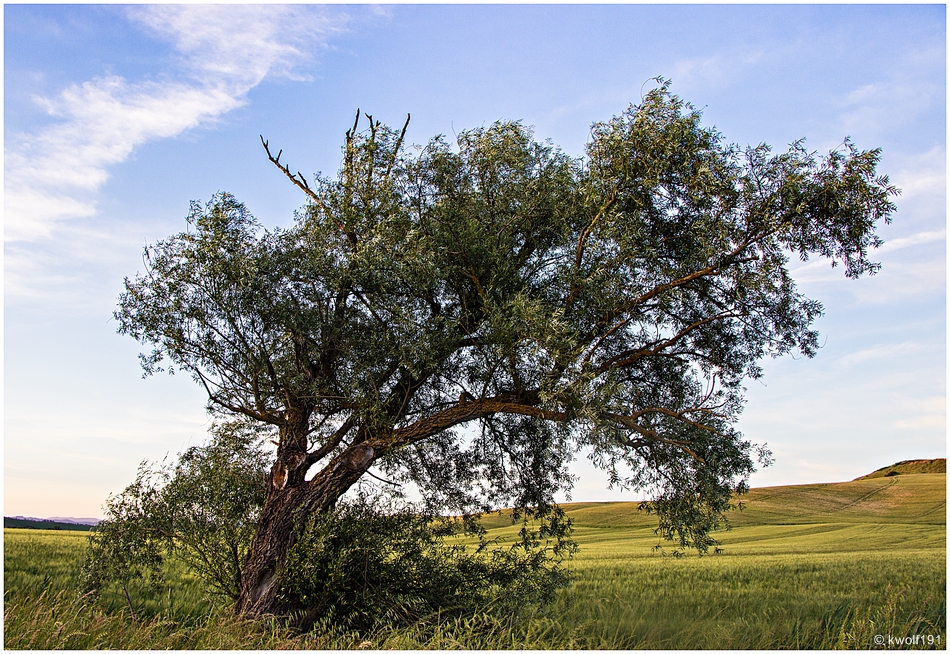 Bruder Baum