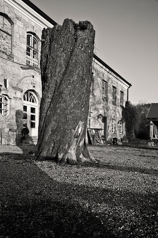 Bruder Baum.