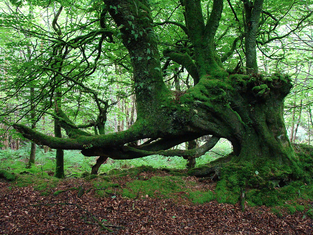 Bruder Baum