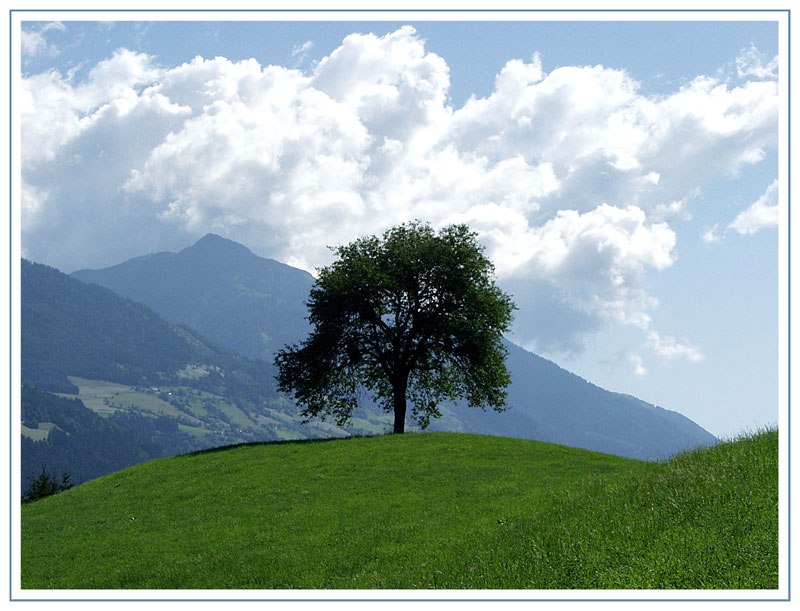 Bruder Baum - mit strategisch günstigem Standplatz