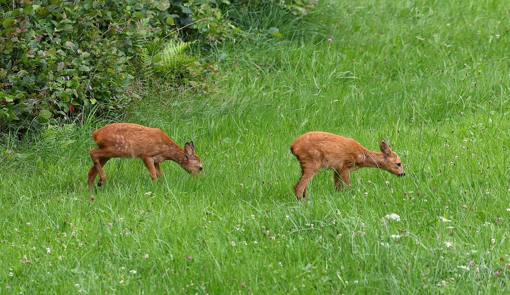 Bruder und Schwester?