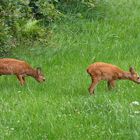 Bruder und Schwester?