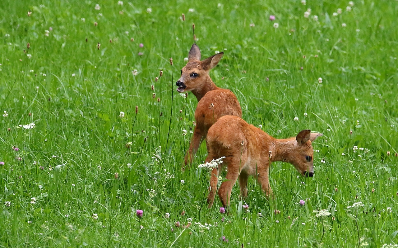 Bruder und Schwester?