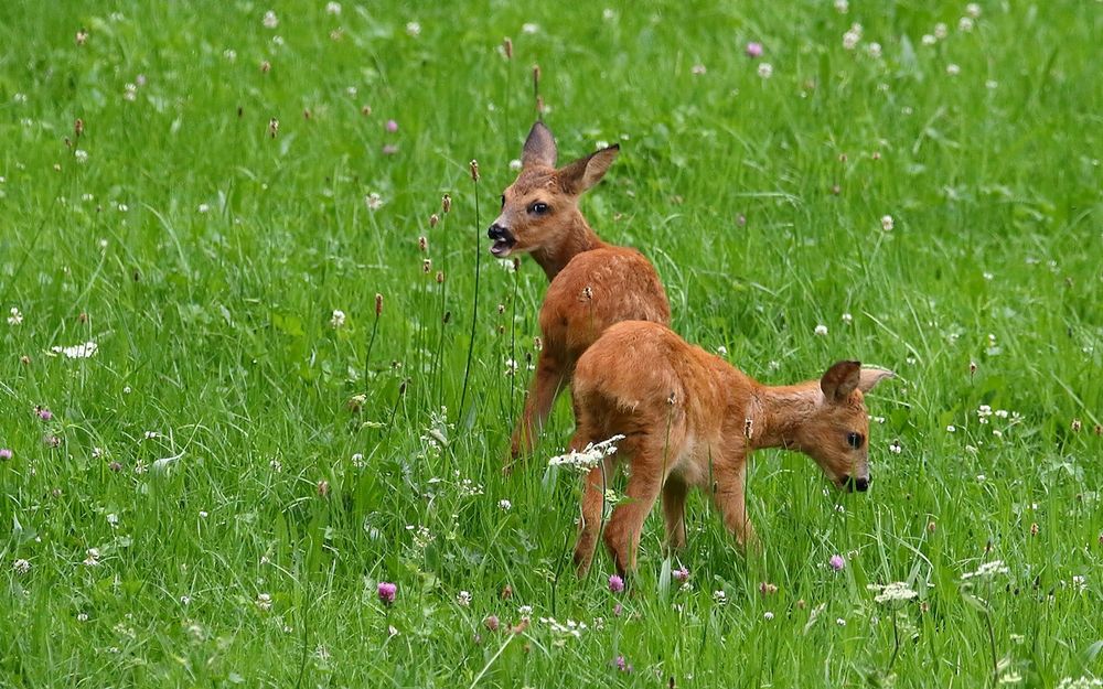 Bruder und Schwester?