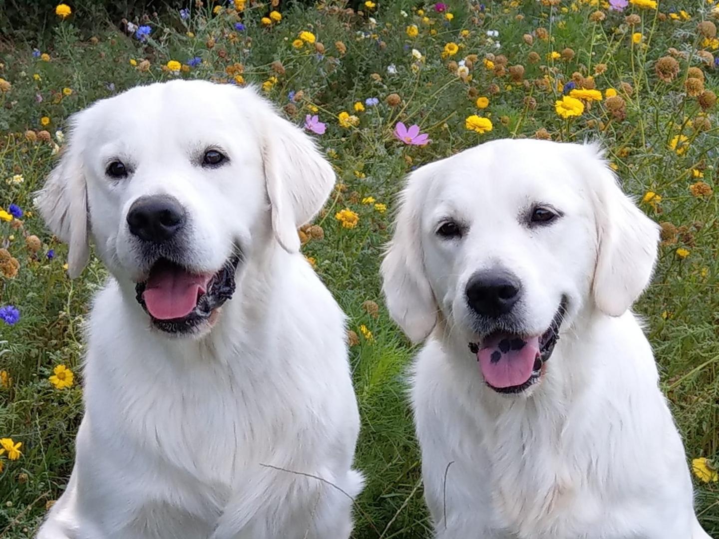 Bruder und Schwester