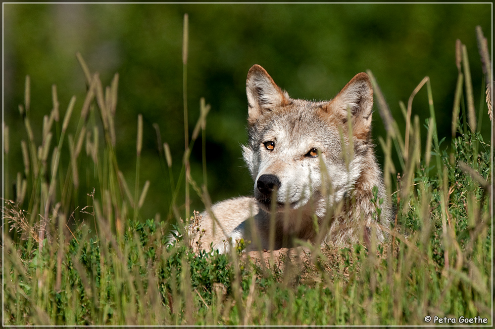 Bruder Wolf