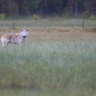 Bruder Wolf und das vergessene Versprechen