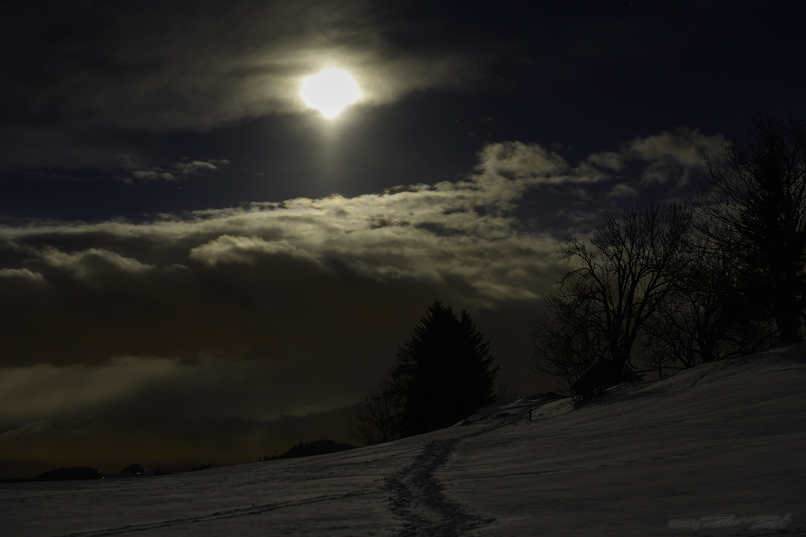 Bruderwald im Mondlicht