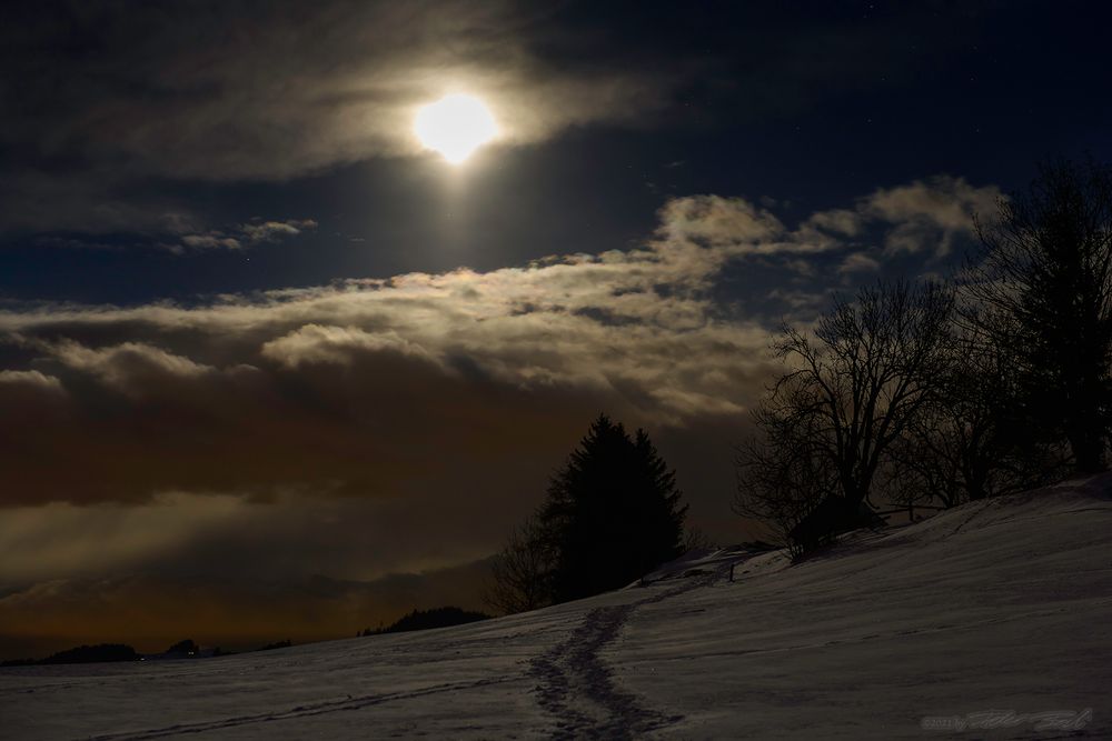 Bruderwald im Mondlicht