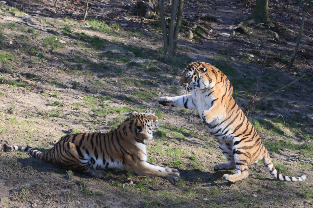 Bruderzwist im Wuppertaler Zoo