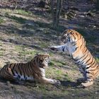 Bruderzwist im Wuppertaler Zoo