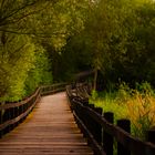 Brücke am grünen See
