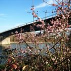 Brücke am Rhein