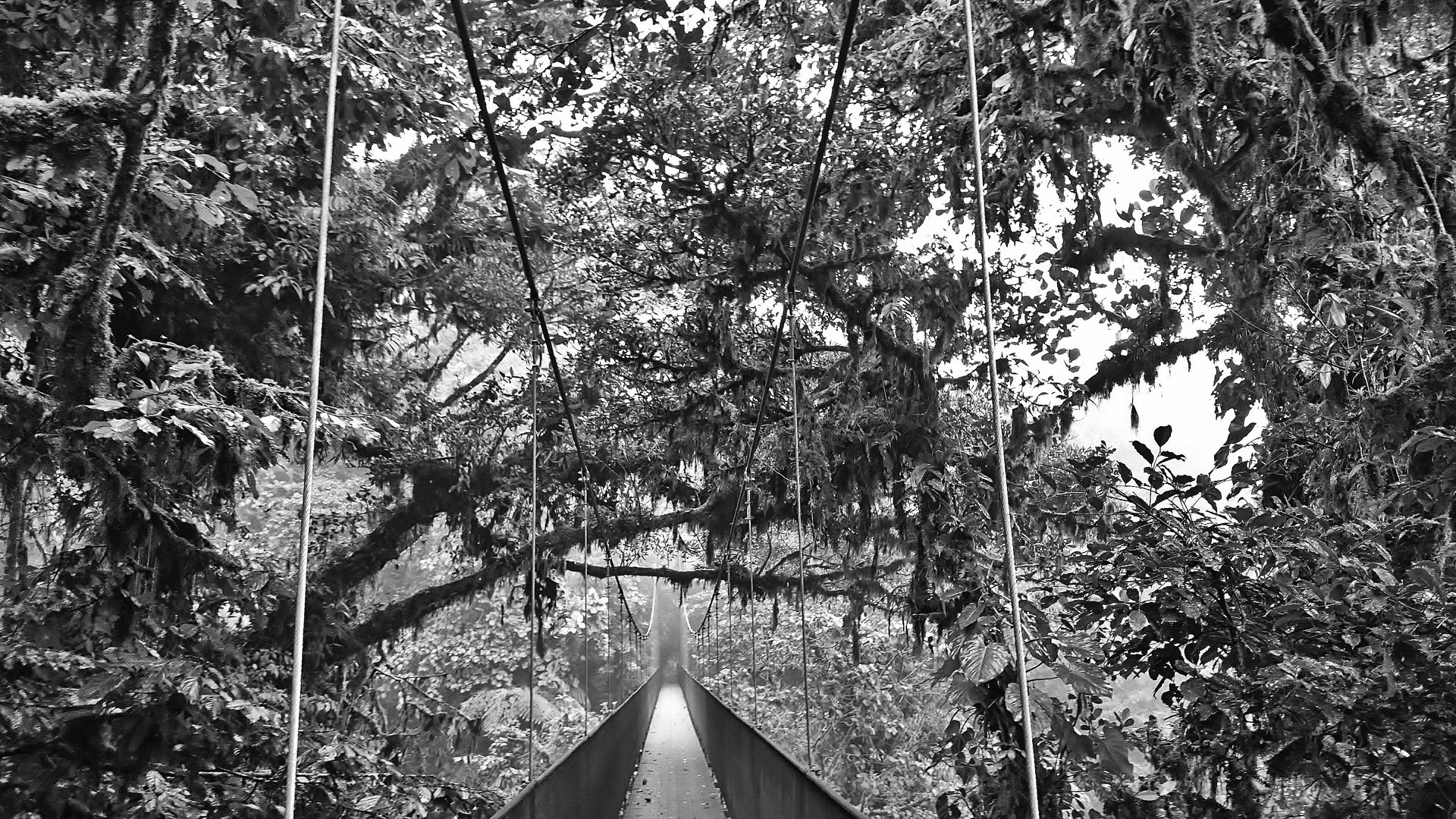 Brücke bei Monteverde