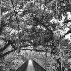 Brücke bei Monteverde