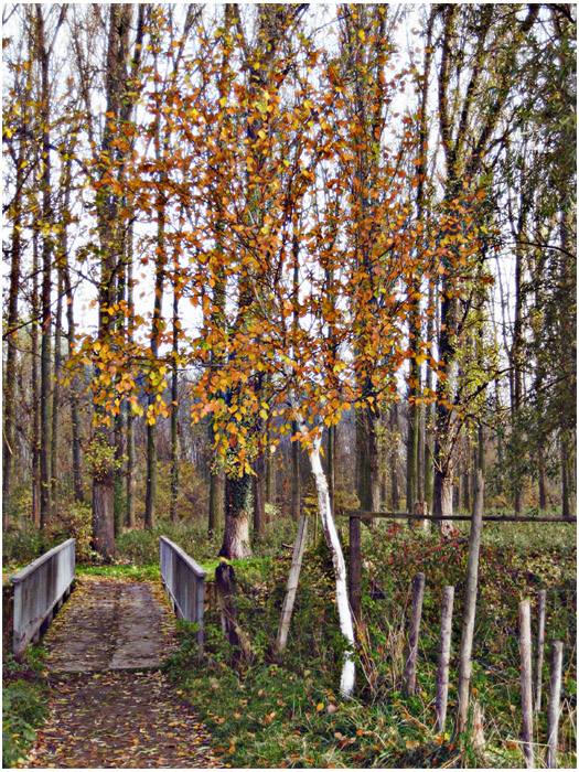 brücke, birke, herbst