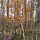 brücke, birke, herbst