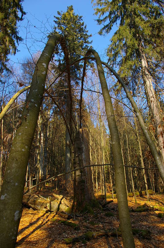 Brücke der Natur