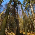 Brücke der Natur