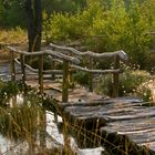 Brücke der Träume umlagert von Wollgras