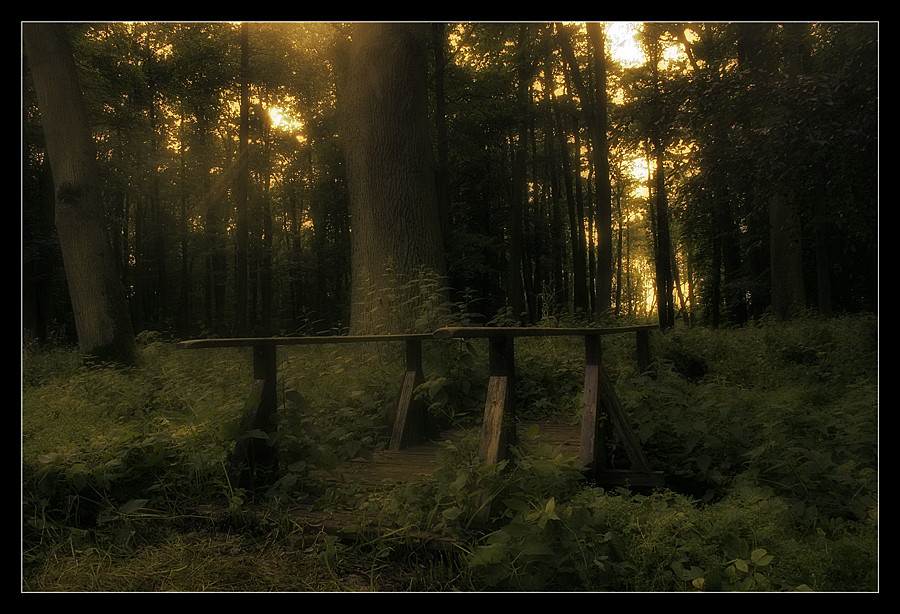 ~Brücke der Waldbewohner~