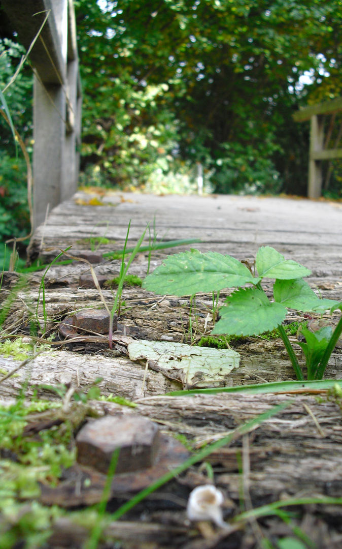 Brücke.