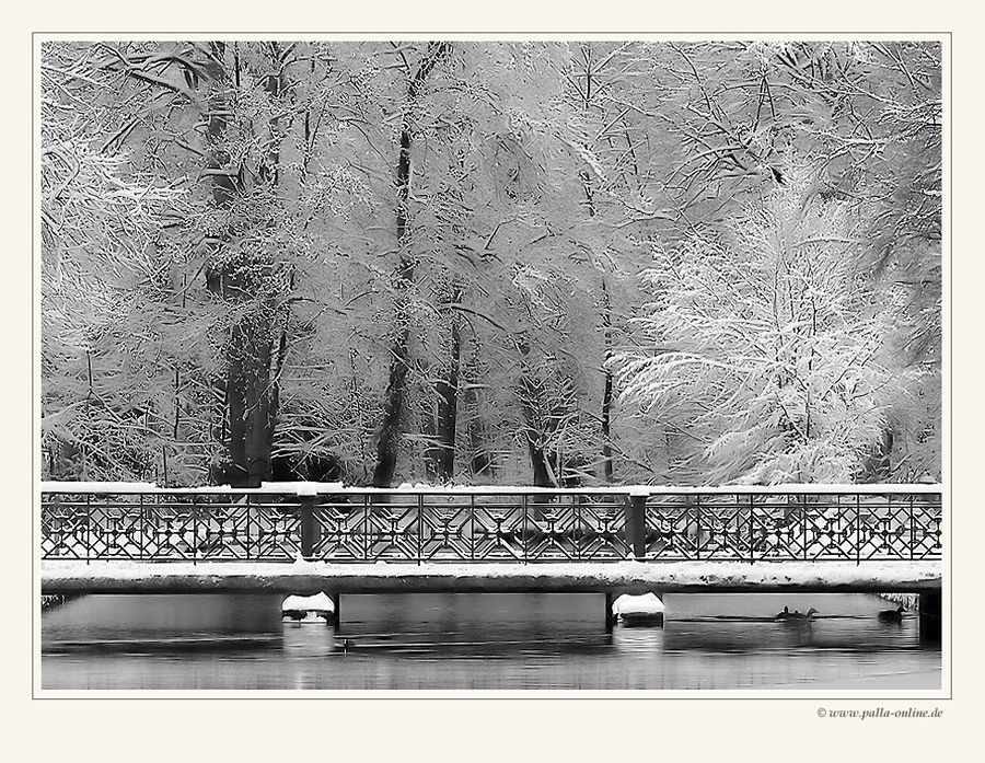 Brücke, Enten, Wald, Schnee... und ein Blässhuhn