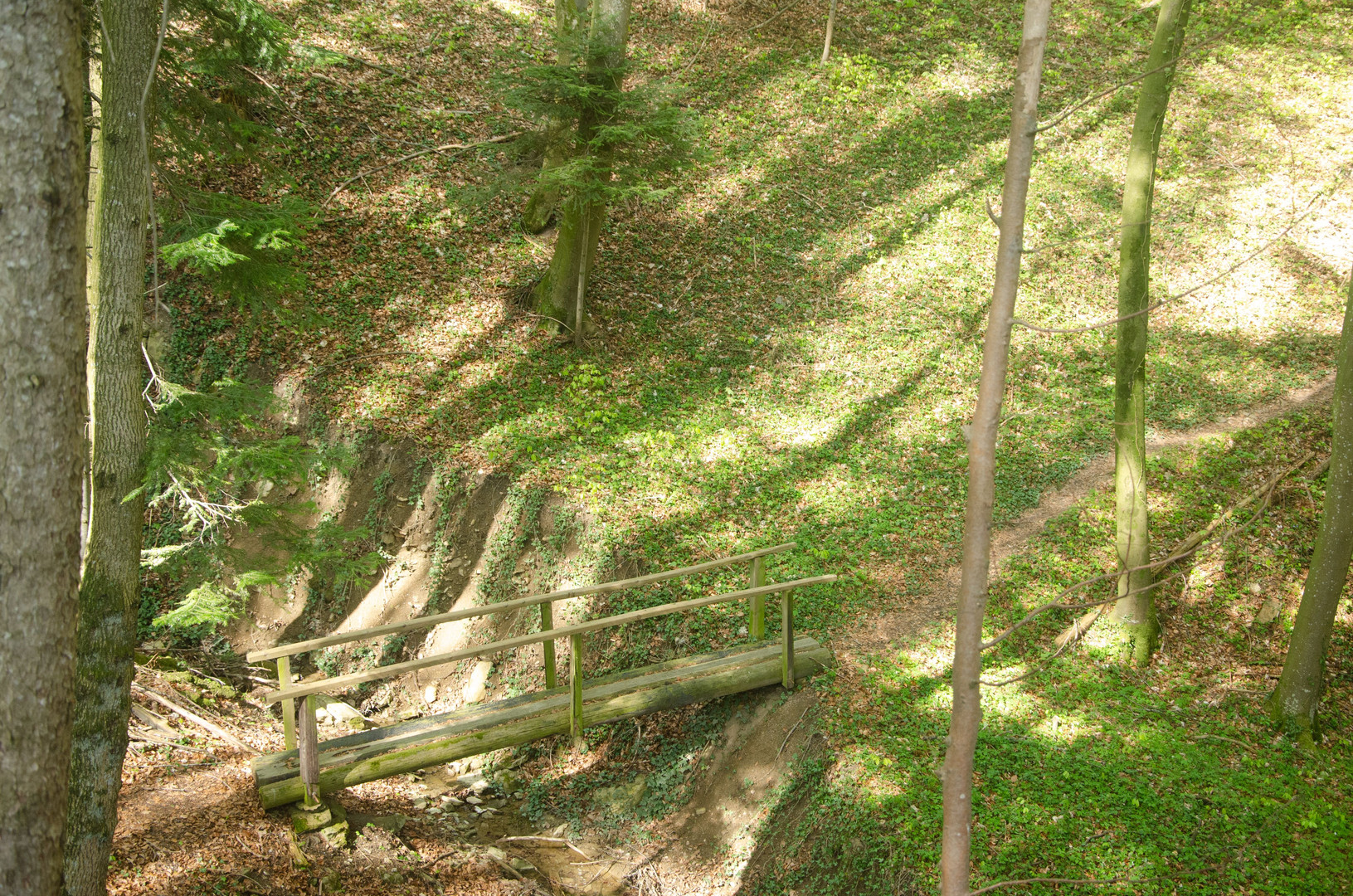 Brücke im Buchenwald