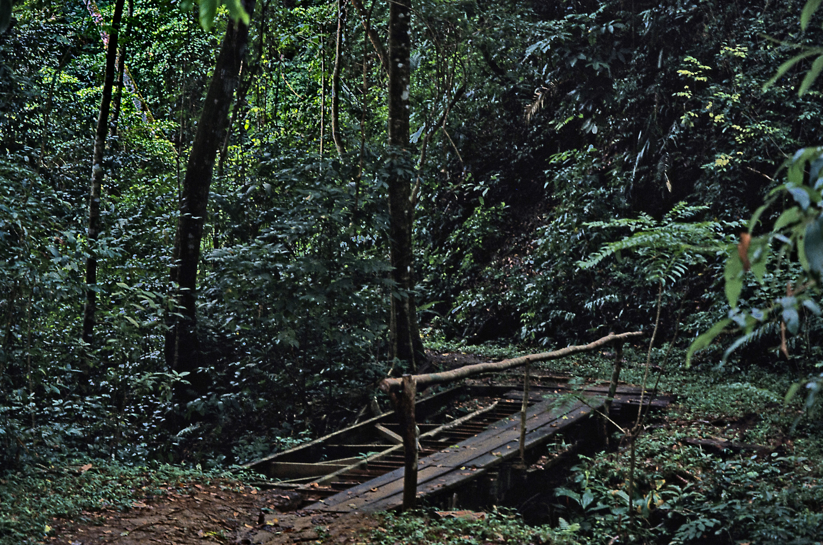 Brücke im Dschungel 