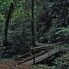Brücke im Dschungel 