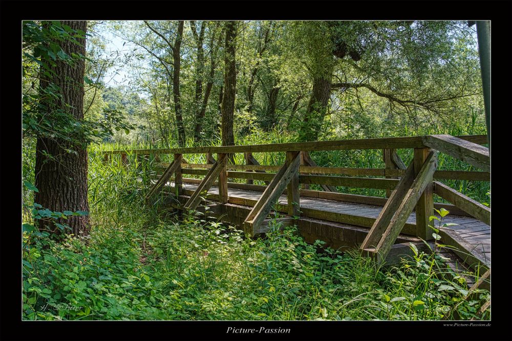 Brücke im Dschungel