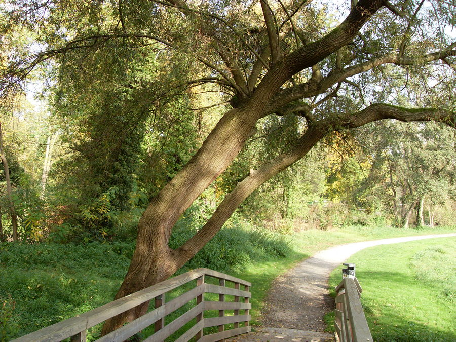 Brücke im Herbst