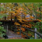 Brücke im Herbstwald