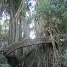 Brücke im Monkey Forrest in Ubud, Bali