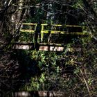 Brücke im Wald