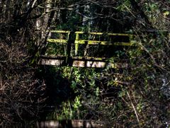 Brücke im Wald