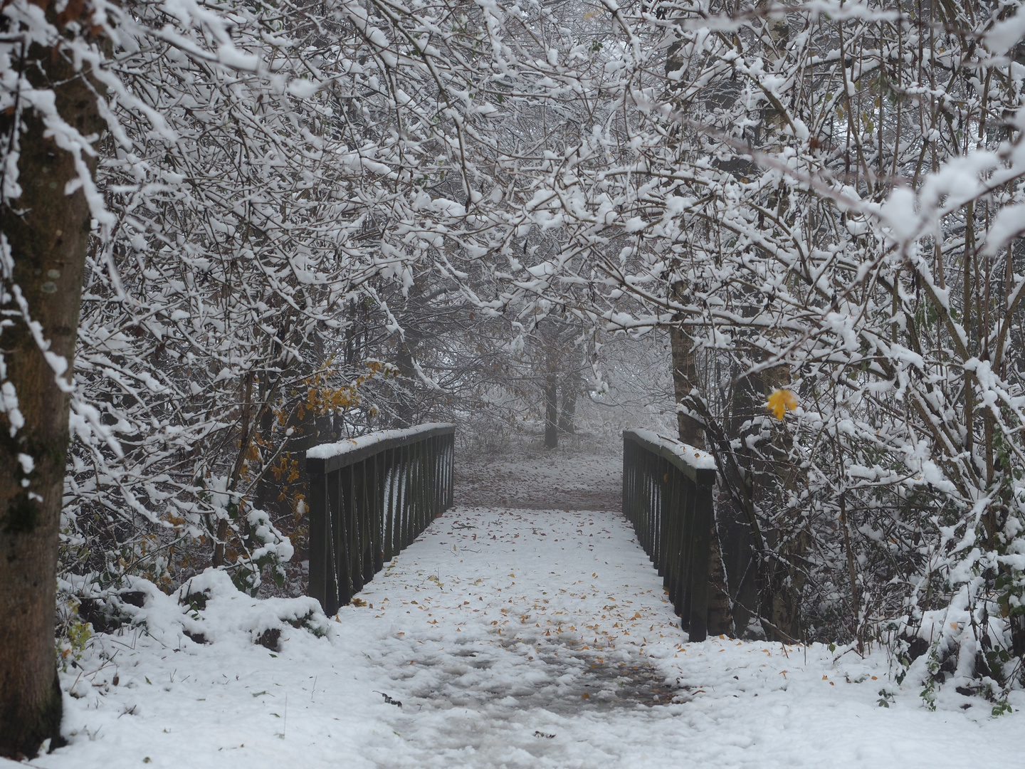 Brücke im Wald