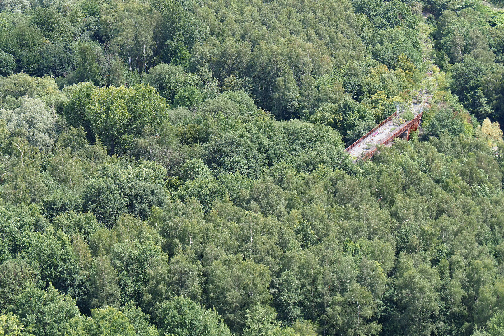 Brücke im Wald