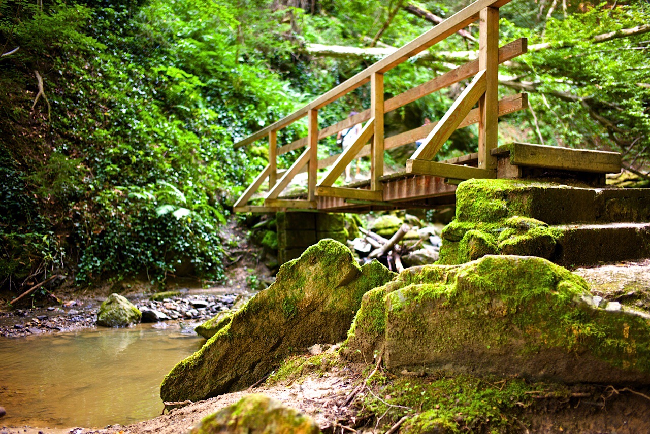 Brücke im Wald