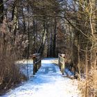 Brücke im Wald 