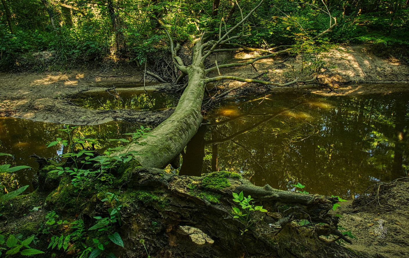 Brücke im Wald