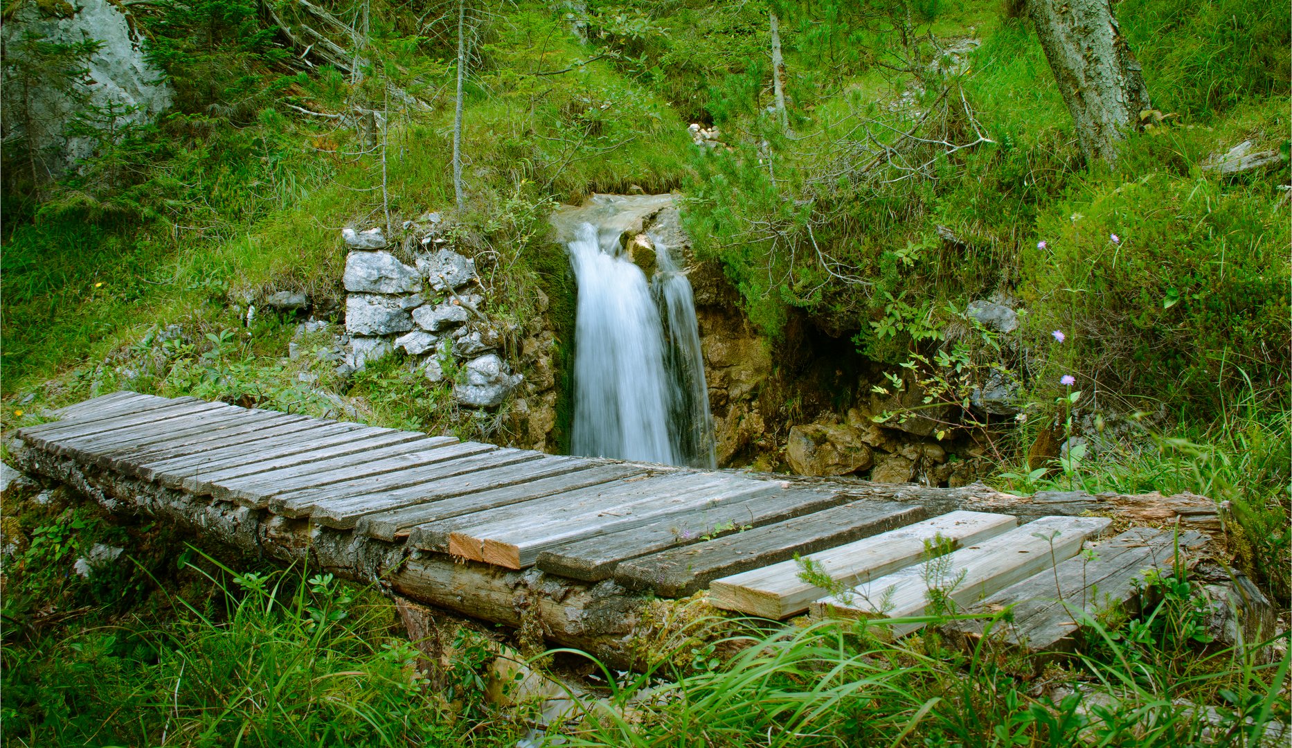 Brücke im Wald