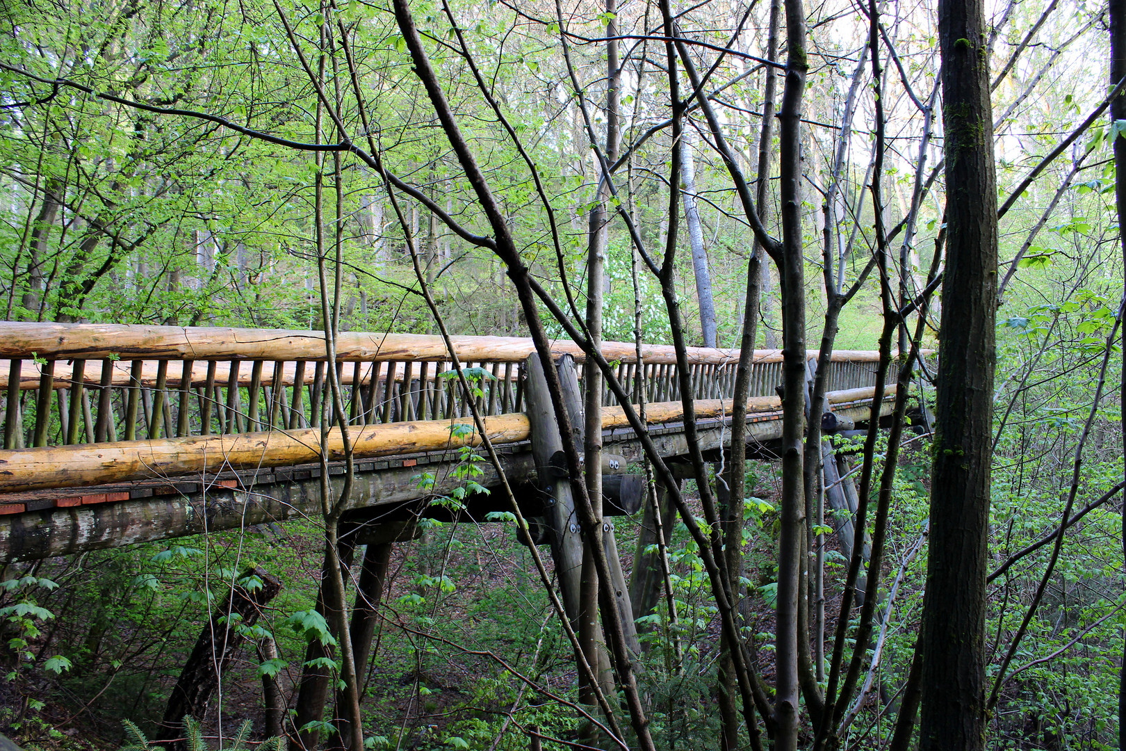 Brücke im Wald