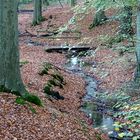 Brücke im Wald