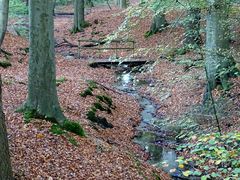 Brücke im Wald